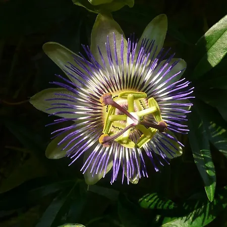 Apartamento Casa Eva Ronco sopra Ascona