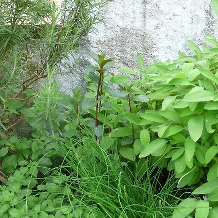 Apartamento Casa Eva