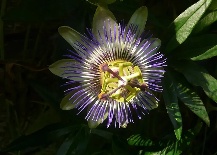 Apartament Casa Eva Ronco sopra Ascona